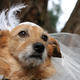 Illustration for article titled Your Wedding Pets Are So Cute, I Cant Breathe